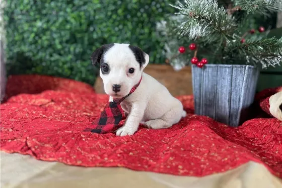 Ჯეკ რასელ ტერიერის ლეკვები აყვანისთვის. Tbilisi