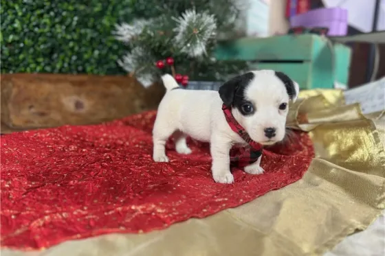 Ჯეკ რასელ ტერიერის ლეკვები აყვანისთვის. Tbilisi