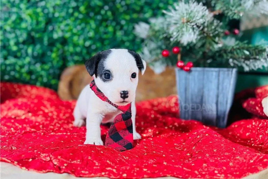 Ჯეკ რასელ ტერიერის ლეკვები აყვანისთვის. თბილისი - photo 1