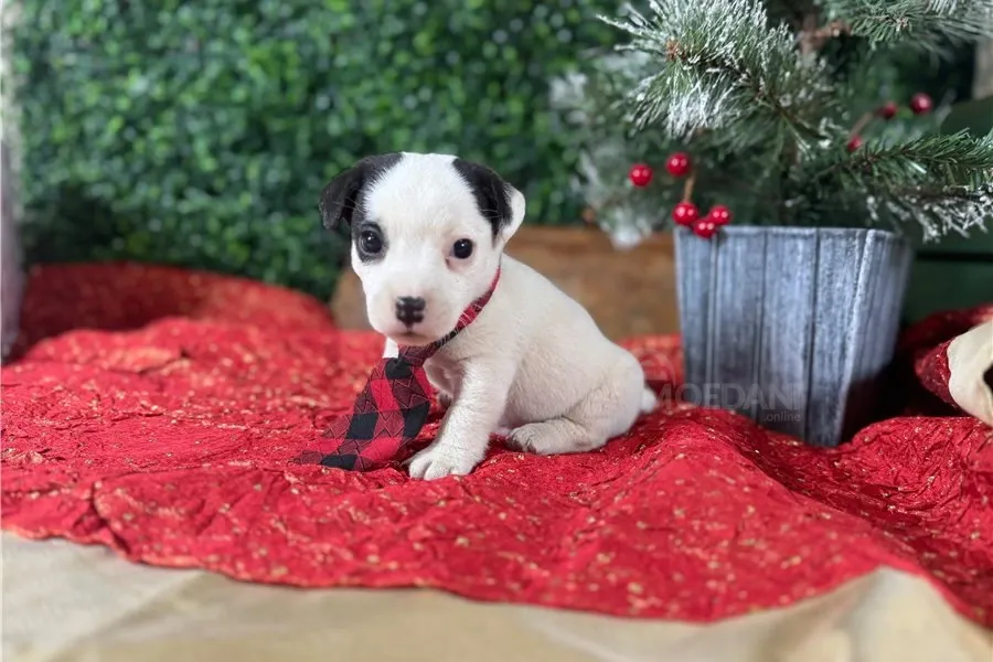 Ჯეკ რასელ ტერიერის ლეკვები აყვანისთვის. თბილისი - photo 2