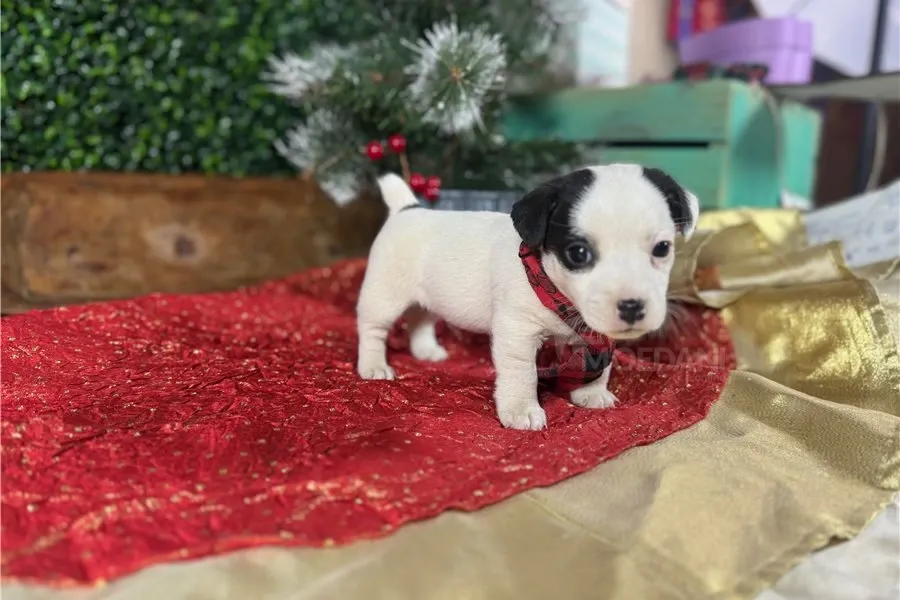 Ჯეკ რასელ ტერიერის ლეკვები აყვანისთვის. თბილისი - photo 3