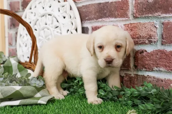 Ლაბრადორ რეტრივერი იყიდება. Tbilisi