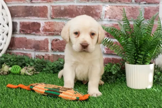 Ლაბრადორ რეტრივერი იყიდება. Tbilisi