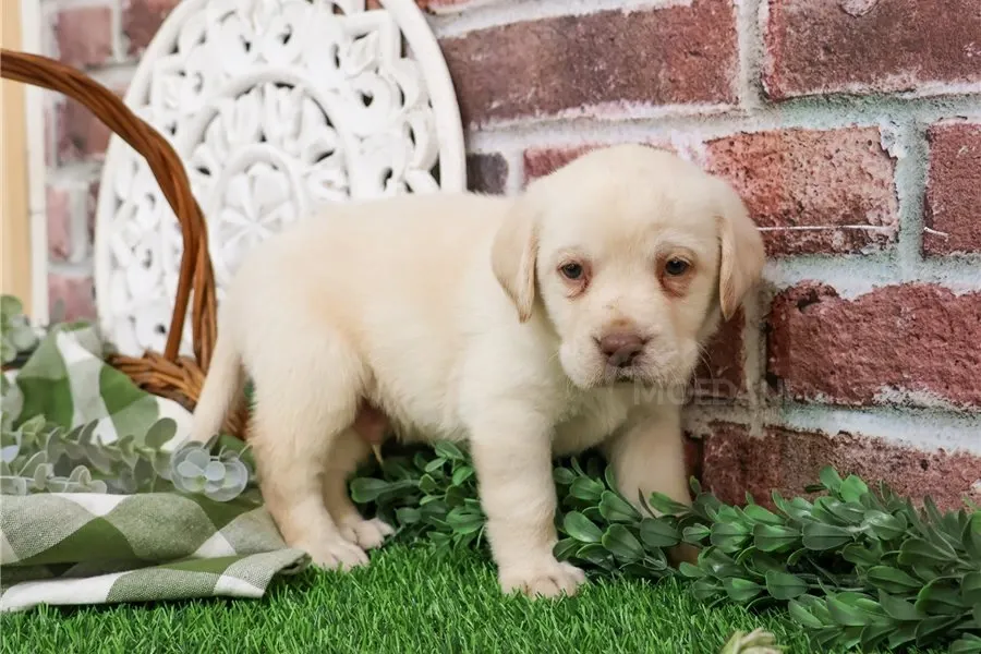 Ლაბრადორ რეტრივერი იყიდება. თბილისი - photo 3