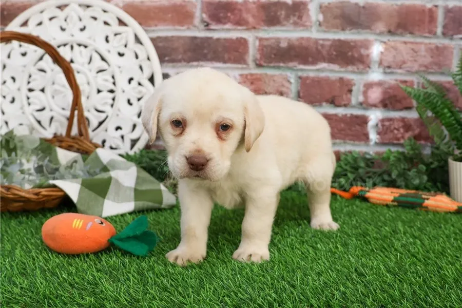 Ლაბრადორ რეტრივერი იყიდება. თბილისი - photo 1