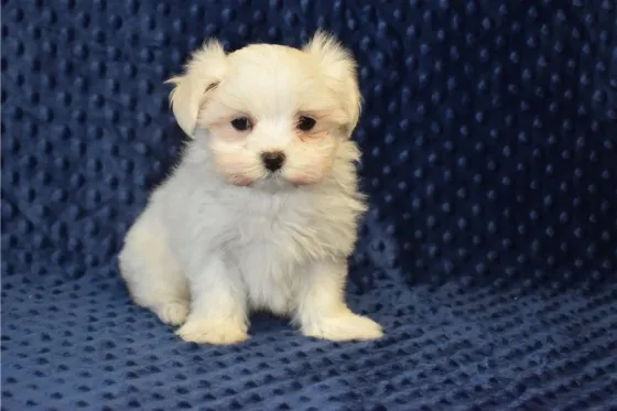 Საყვარელი მალტეზი ლეკვები ხელმისაწვდომია. Tbilisi