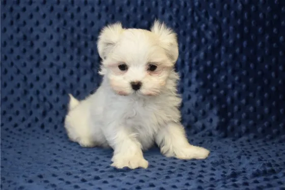 Საყვარელი მალტეზი ლეკვები ხელმისაწვდომია. Tbilisi