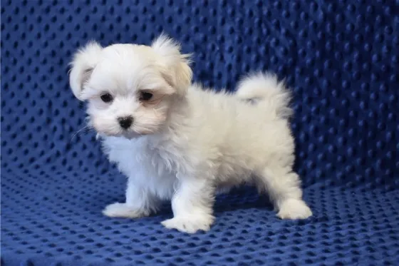 Საყვარელი მალტეზი ლეკვები ხელმისაწვდომია. Tbilisi