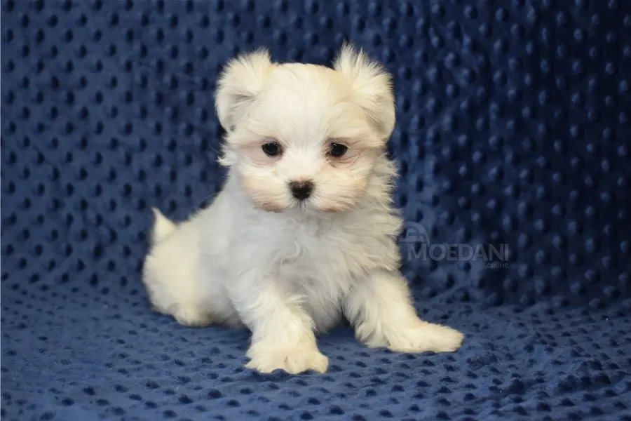 Бесплатное приложение для детей. Тбилиси - изображение 3