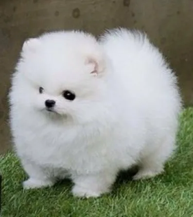 Იყიდება ჭკვიანი პომერანიული ლეკვები. Tbilisi