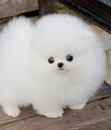 Იყიდება ჭკვიანი პომერანიული ლეკვები. Tbilisi