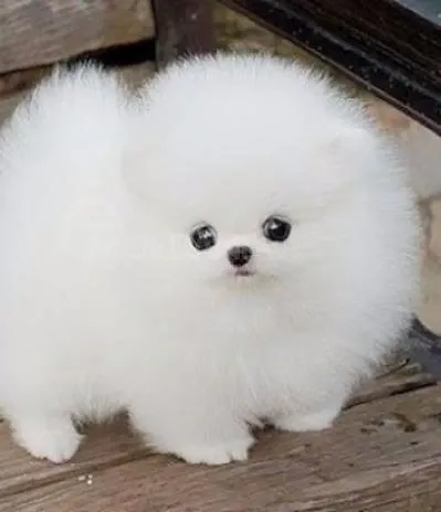 Იყიდება ინტერნეტ პომერანიული ლეკვები. თბილისი - photo 1