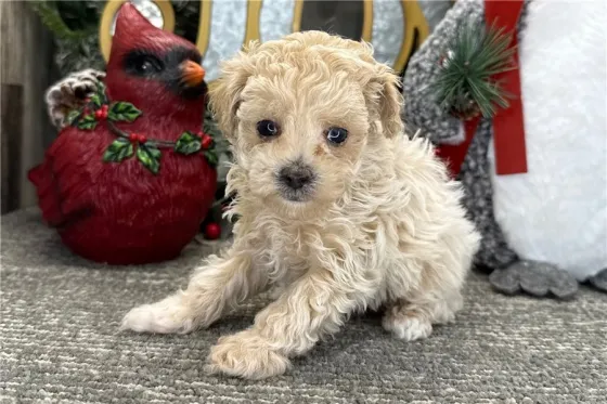 Ხელმისაწვდომია როგორც მამრი, ასევე მდედრი პუდელის ლეკვები. Tbilisi