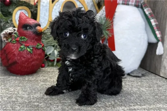 Ხელმისაწვდომია როგორც მამრი, ასევე მდედრი პუდელის ლეკვები. Tbilisi