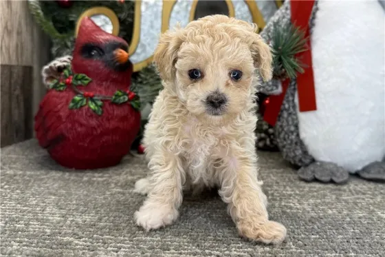 Ხელმისაწვდომია როგორც მამრი, ასევე მდედრი პუდელის ლეკვები. Tbilisi