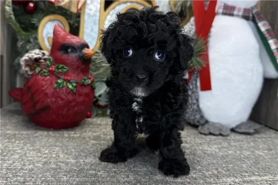 Ხელმისაწვდომია როგორც მამრი, ასევე მდედრი პუდელის ლეკვები. Tbilisi