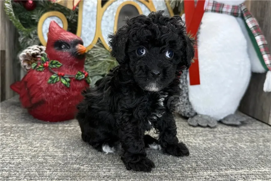 Ხელმისაწვდომია როგორც მამრი, ასევე მდედრი პუდელის ლეკვები. თბილისი - photo 6