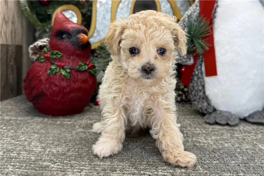 Ხელმისაწვდომია როგორც მამრი, ასევე მდედრი პუდელის ლეკვები. თბილისი - photo 3