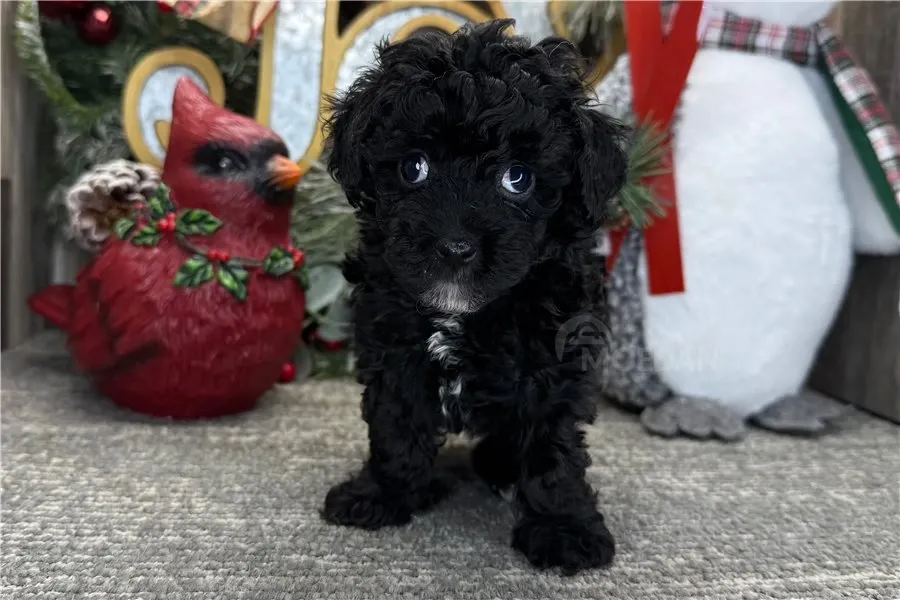 Ხელმისაწვდომია როგორც მამრი, ასევე მდედრი პუდელის ლეკვები. თბილისი - photo 4