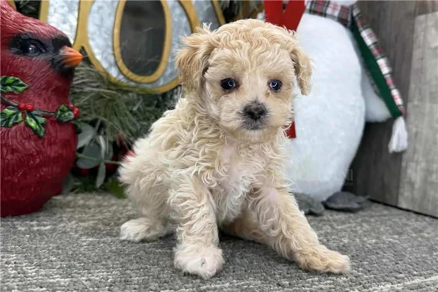 Ხელმისაწვდომია როგორც მამრი, ასევე მდედრი პუდელის ლეკვები. თბილისი - photo 5