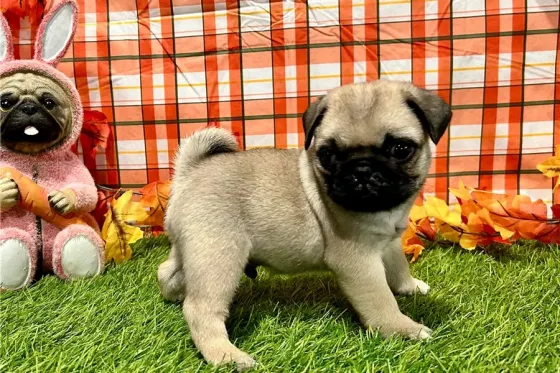 Პაგის ლეკვები აყვანილობისთვის. Tbilisi