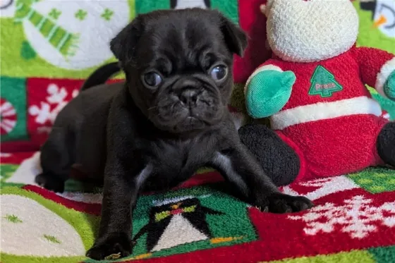 Პაგის ლეკვები აყვანილობისთვის. Tbilisi