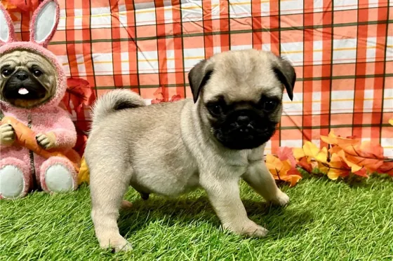 Პაგის ლეკვები აყვანილობისთვის. Tbilisi