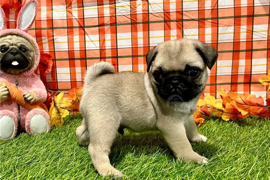 Პაგის ლეკვები აყვანილობისთვის. თბილისი - photo 2