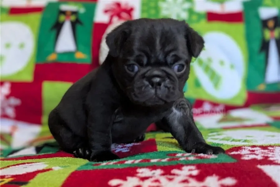 Პაგის ლეკვები აყვანილობისთვის. თბილისი - photo 1