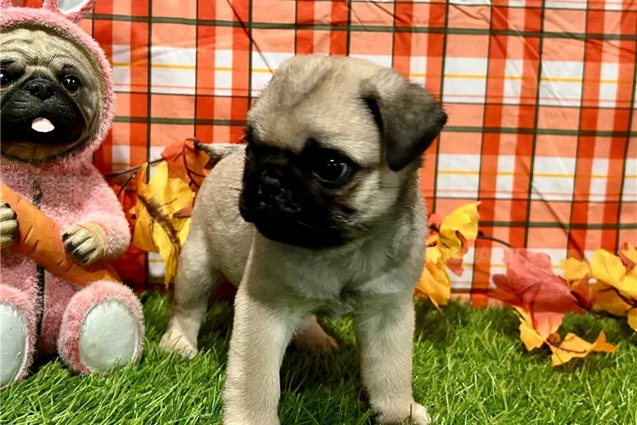 Პაგის ლეკვები აყვანილობისთვის. თბილისი - photo 4