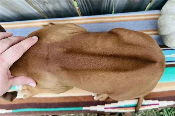 Იყიდება როდეზიული რიჯბექის ლეკვები. Tbilisi