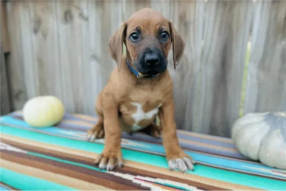 Იყიდება როდეზიული რიჯბექის ლეკვები. Tbilisi