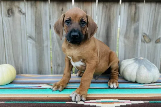 Იყიდება როდეზიული რიჯბექის ლეკვები. Tbilisi