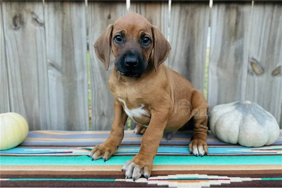 Იყიდება როდეზიული რიჯბექის ლეკვები. თბილისი - photo 1