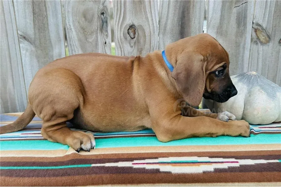 Იყიდება როდეზიული რიჯბექის ლეკვები. თბილისი - photo 3