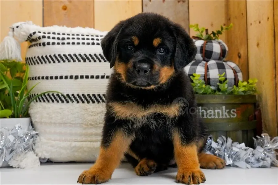 Საყვარელი როტვეილერის ლეკვები აყვანისთვის. თბილისი - photo 3