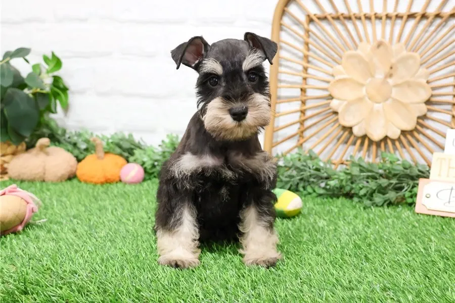 Იყიდება მინიატურული შნაუცერი. თბილისი - photo 3