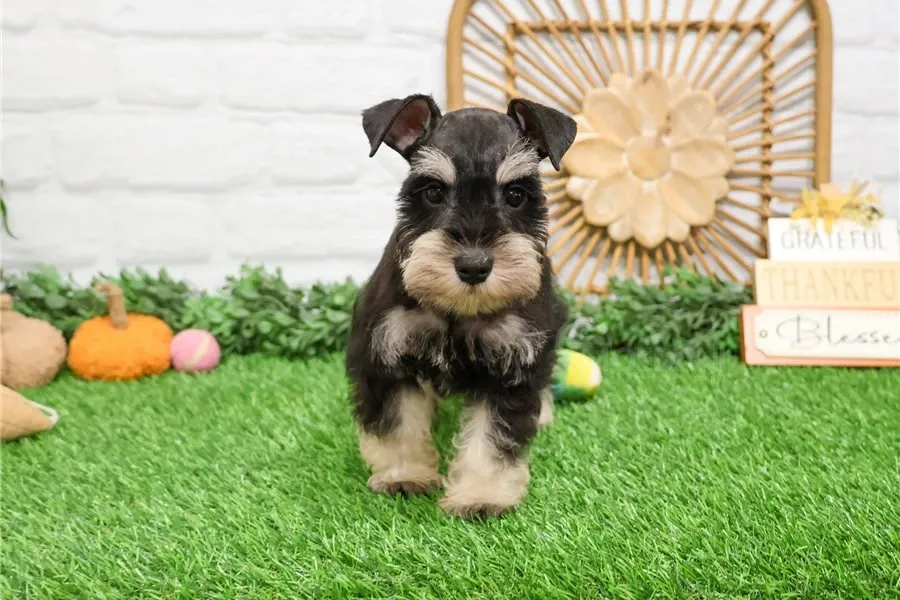 Იყიდება მინიატურული შნაუცერი. თბილისი - photo 2