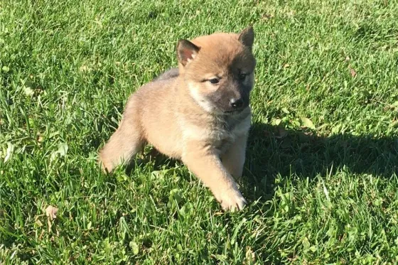 Შიბა ინუს ლეკვები იყიდება უფასოდ. Tbilisi
