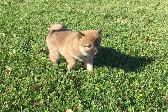 Შიბა ინუს ლეკვები იყიდება უფასოდ. Tbilisi