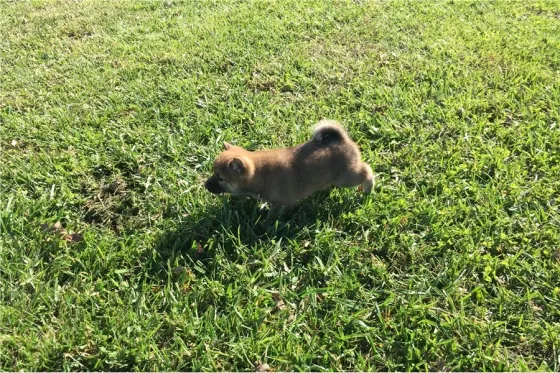 Შიბა ინუს ლეკვები იყიდება უფასოდ. Tbilisi