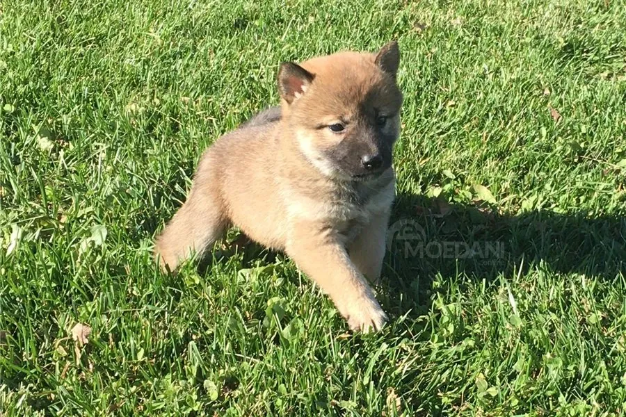 Შიბა ინუს ლეკვები იყიდება უფასოდ. თბილისი - photo 2