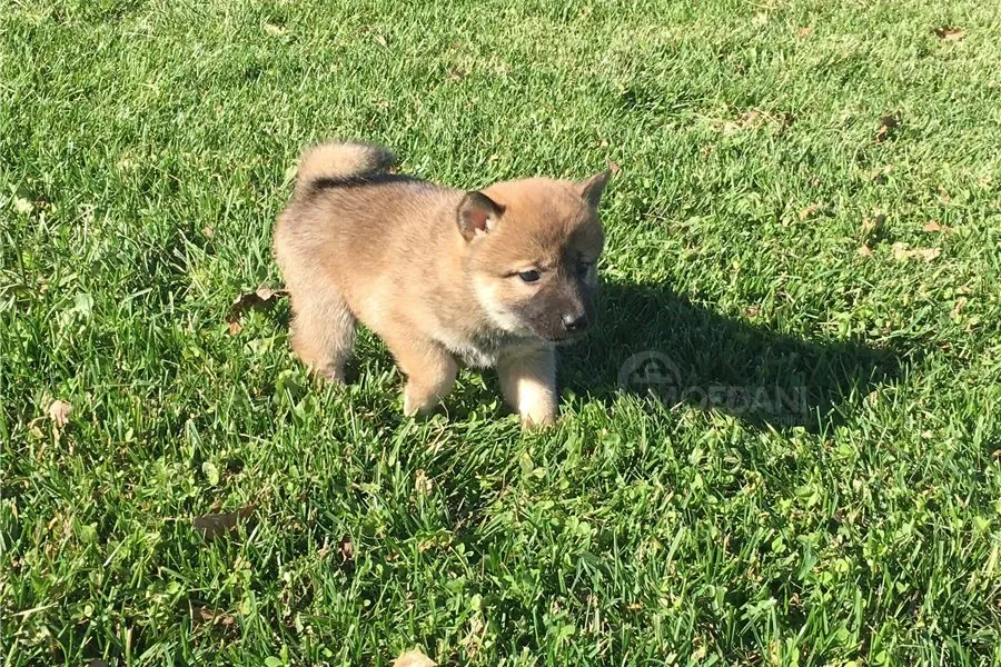 Შიბა ინუს ლეკვები იყიდება უფასოდ. თბილისი - photo 1