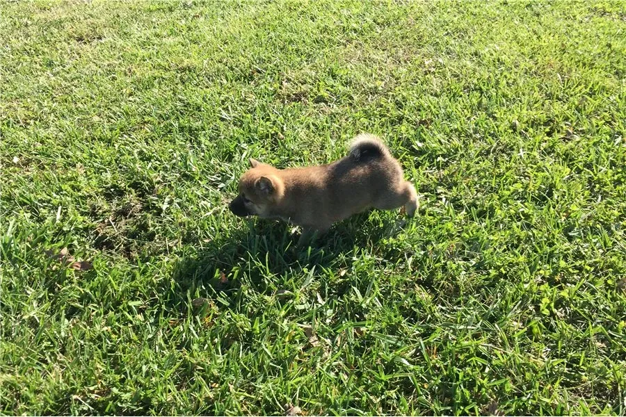 Შიბა ინუს ლეკვები იყიდება უფასოდ. თბილისი - photo 3