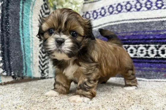 Ჭკვიანი ში-ცუს ლეკვები ხელმისაწვდომია. Tbilisi