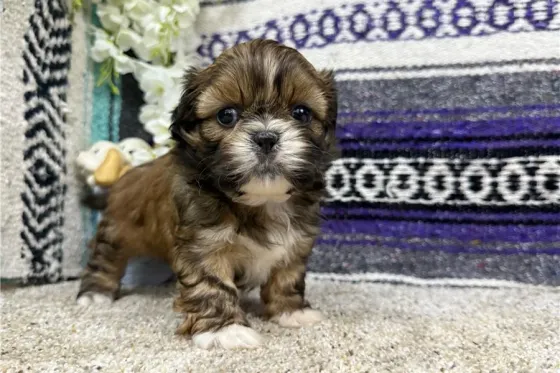 Ჭკვიანი ში-ცუს ლეკვები ხელმისაწვდომია. Tbilisi