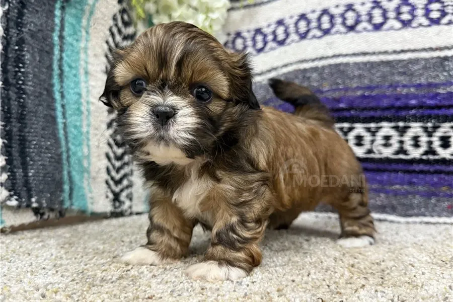 Ჭკვიანი ში-ცუს ლეკვები ხელმისაწვდომია. Tbilisi - photo 3