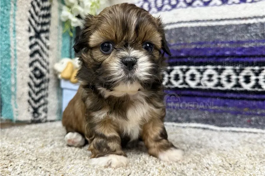 Ჭკვიანი ში-ცუს ლეკვები ხელმისაწვდომია. Tbilisi - photo 2