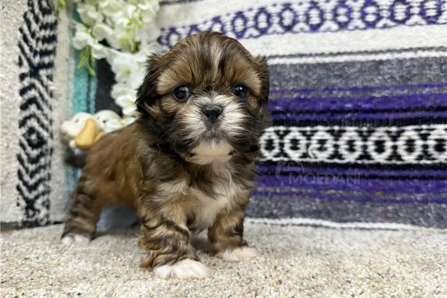 Ჭკვიანი ში-ცუს ლეკვები ხელმისაწვდომია. Tbilisi - photo 1
