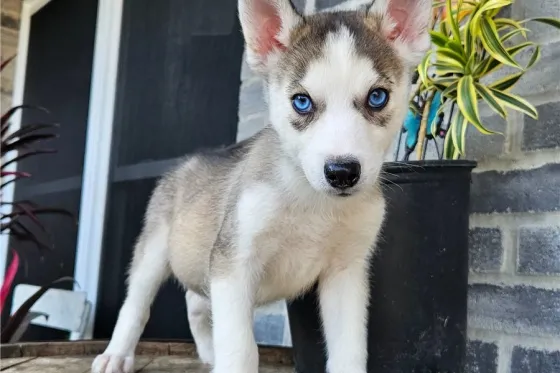 Ცისფერთვალება ცისფერთვალება ცისფერთვალება ჰასკის ლეკვები იყიდება. Tbilisi